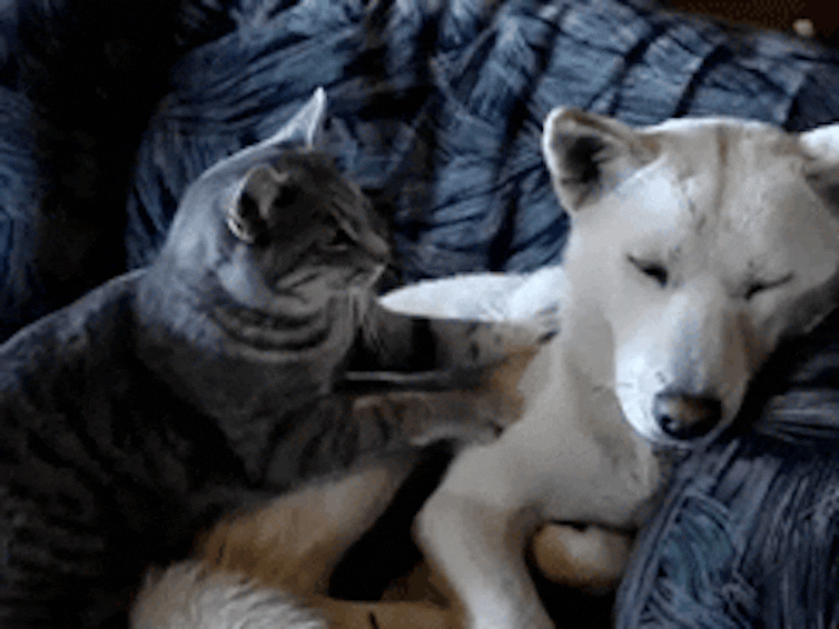 A cat kneads a dog